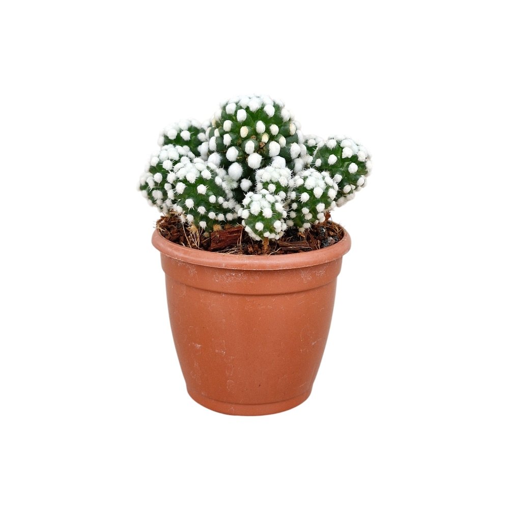 Mammillaria vetula 'Arizona Snowcap' - Image 2