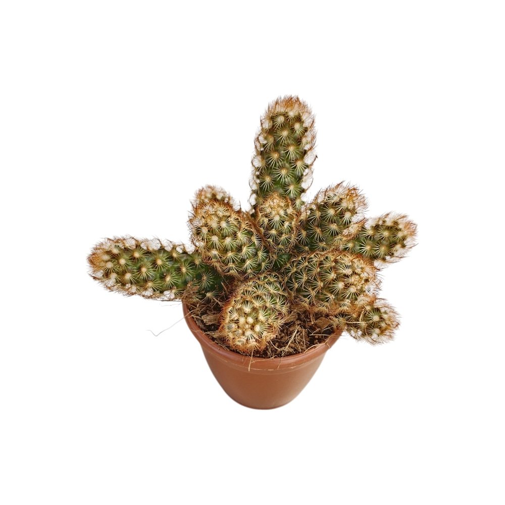 Mammillaria elongata 'Copper Queen' – Copper Queen Ladyfinger Cactus - Image 3