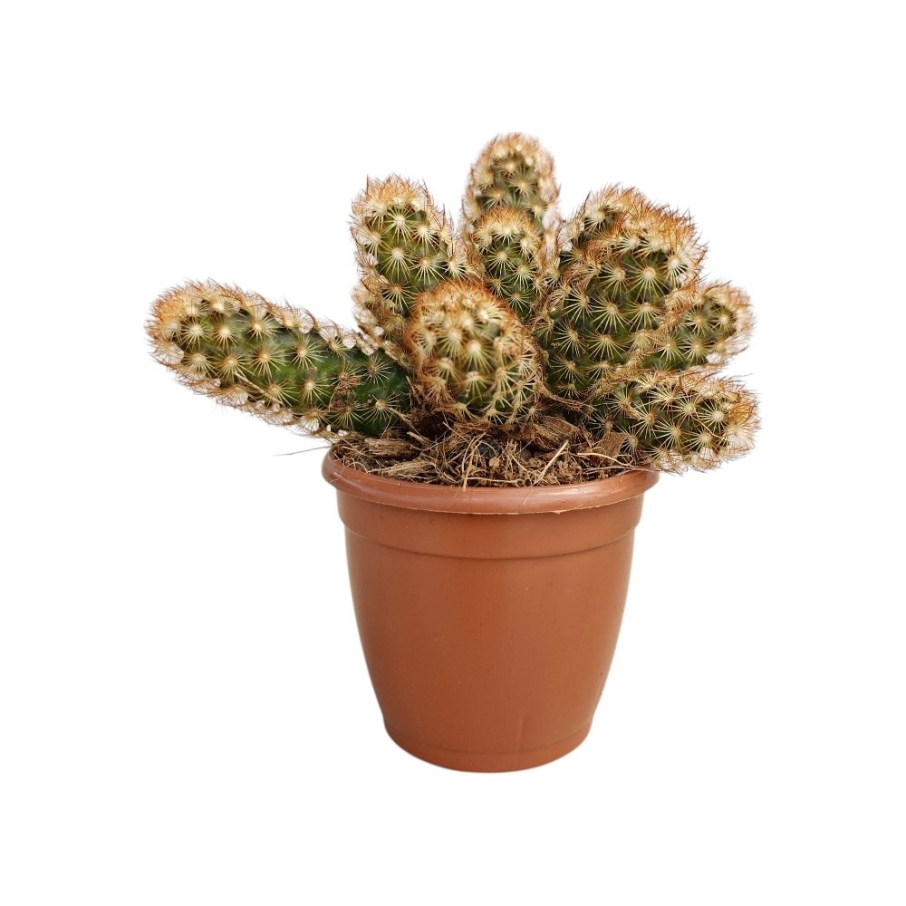 Mammillaria elongata 'Copper Queen' – Copper Queen Ladyfinger Cactus - Image 2