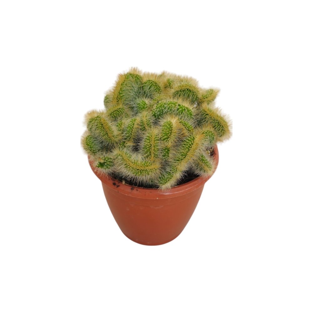 Hildewintera aureispina f. cristata – Golden Crest Cactus - Image 3