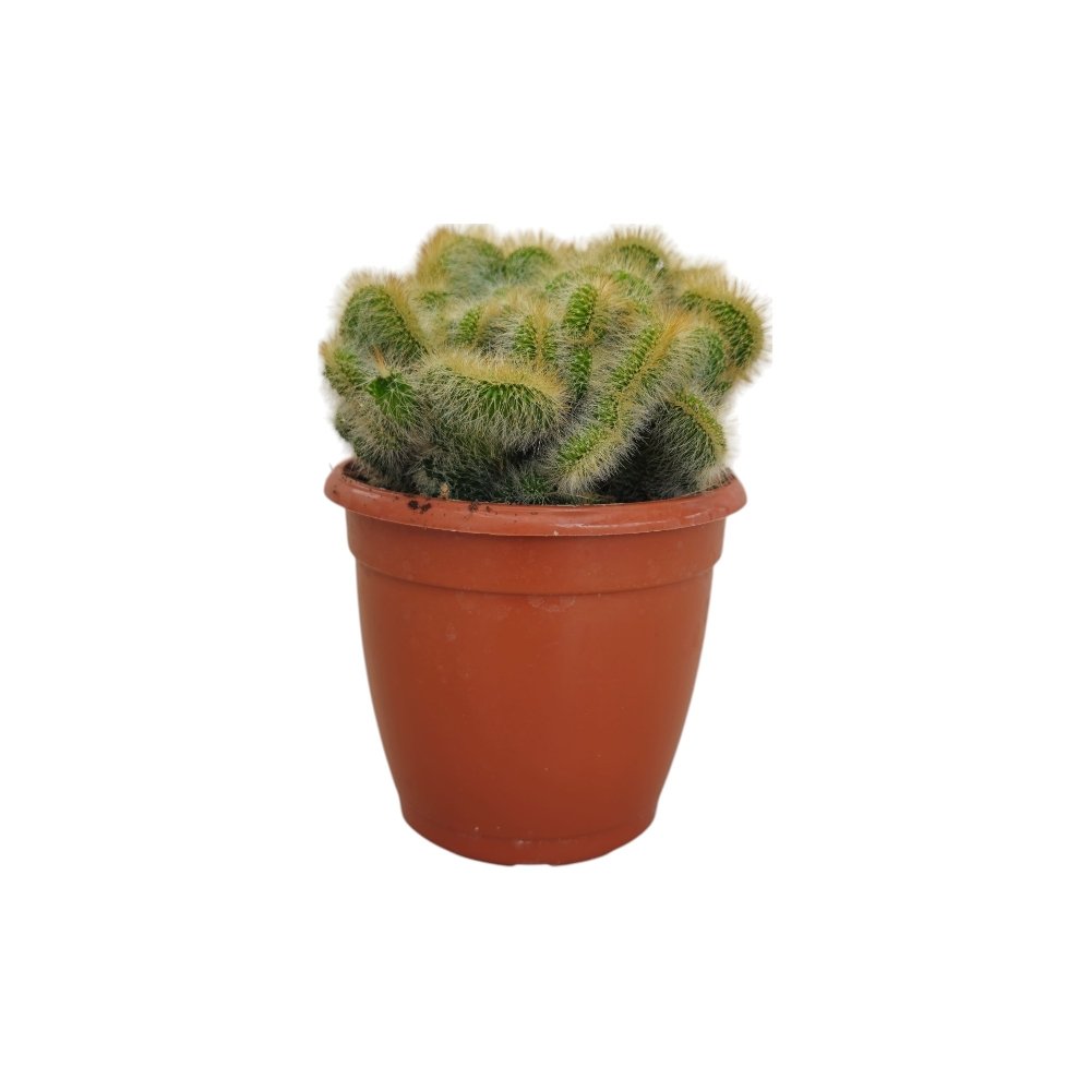 Hildewintera aureispina f. cristata – Golden Crest Cactus - Image 2