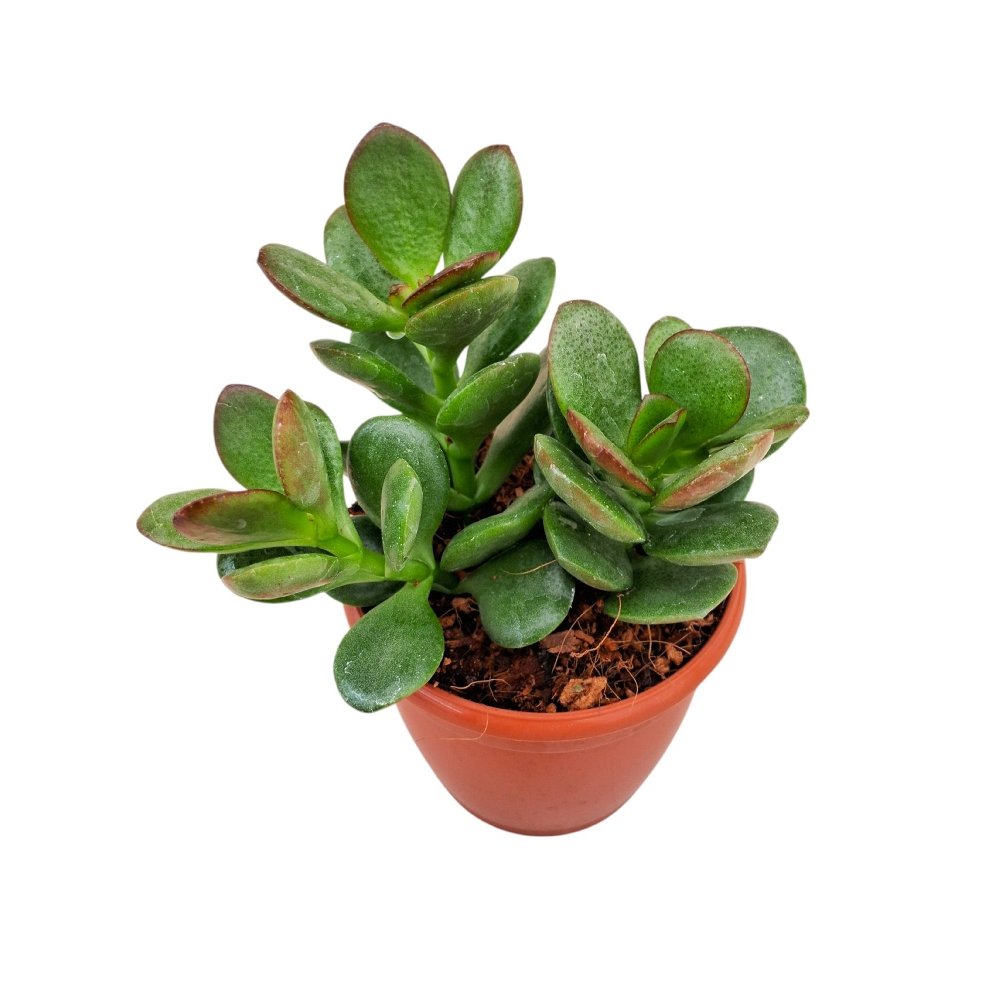 Crassula ovata 'Minima' (Miniature Jade Plant) - Image 3