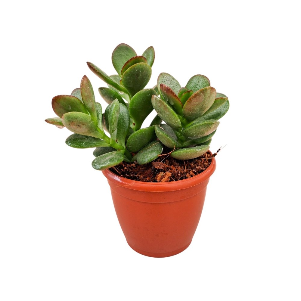 Crassula ovata 'Minima' (Miniature Jade Plant) - Image 2