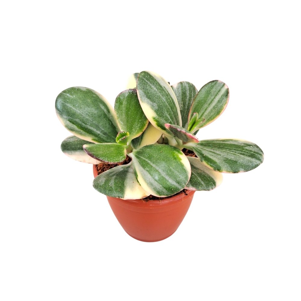 Crassula ovata 'Variegated' - Image 3