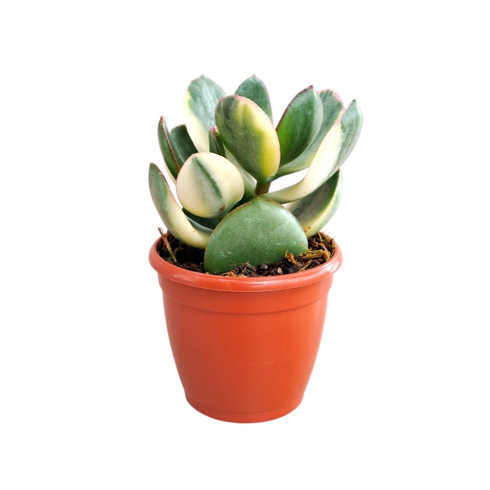 Crassula ovata 'Tricolor' - Image 2