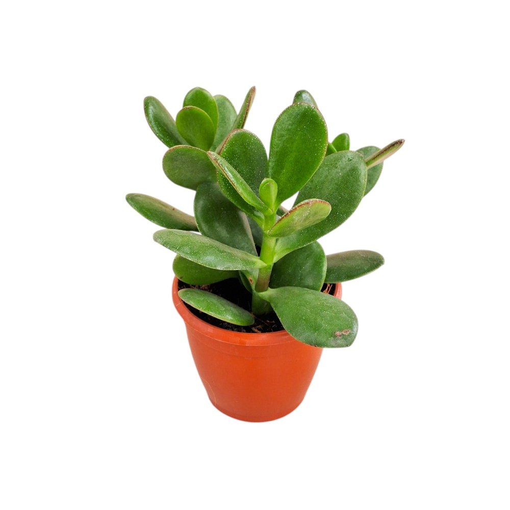 Crassula ovata Green – Classic Jade Plant - Image 3