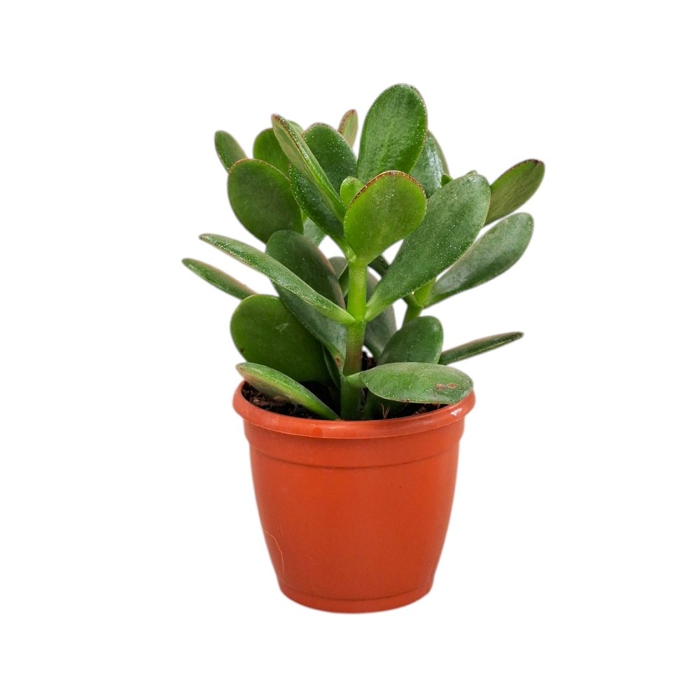 Crassula ovata Green – Classic Jade Plant - Image 2