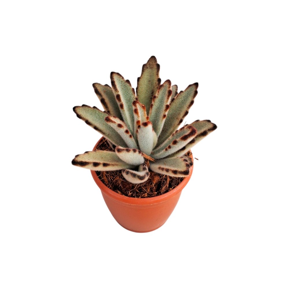 Kalanchoe tomentosa 'Chocolate General'- Chocolate Panda Plant - Image 3