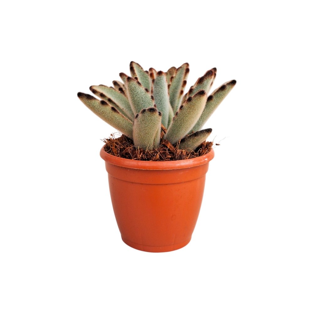 Kalanchoe tomentosa 'Chocolate General'- Chocolate Panda Plant - Image 2