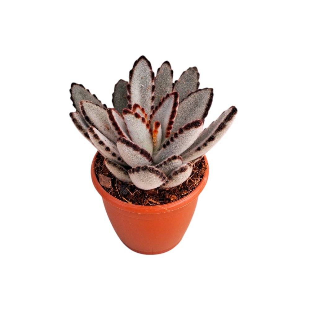 Kalanchoe tomentosa 'Pista' - Pista Panda Plant - Image 3