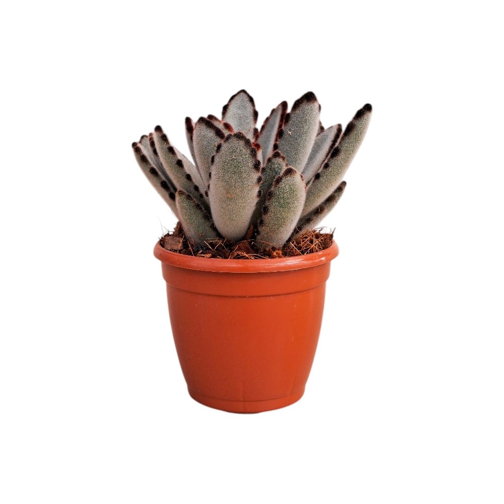 Kalanchoe tomentosa 'Pista' - Pista Panda Plant - Image 2