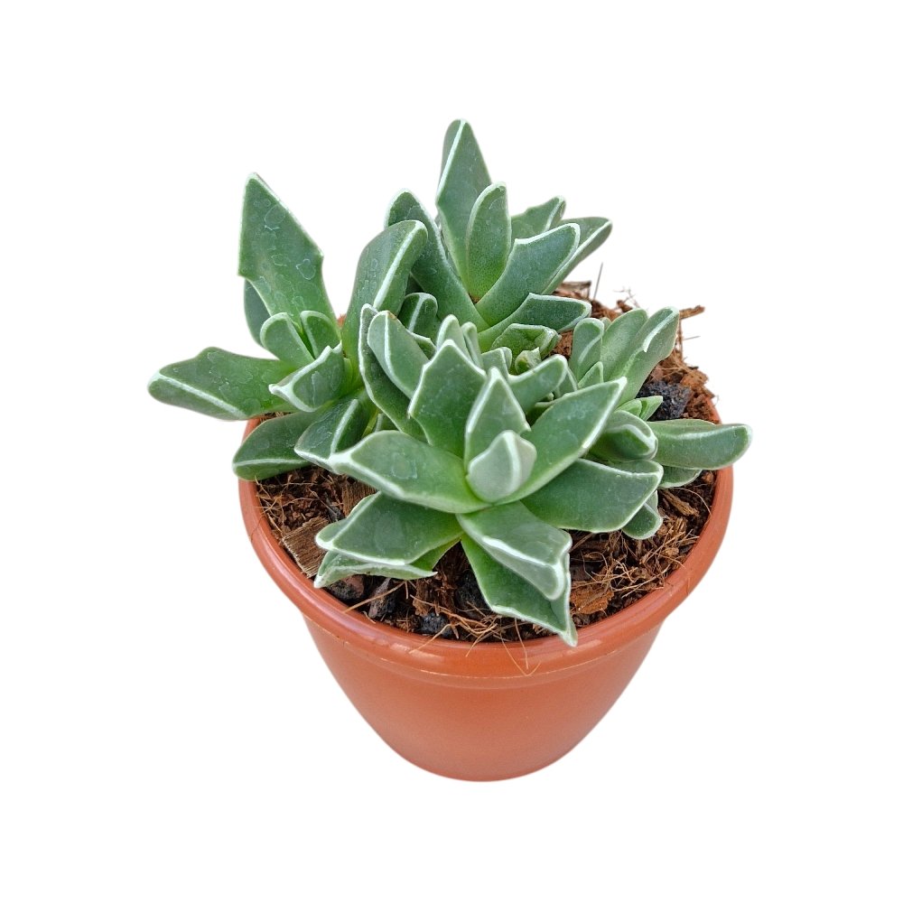 Faucaria Bosscheana – Tiger Jaws Succulent - Image 3