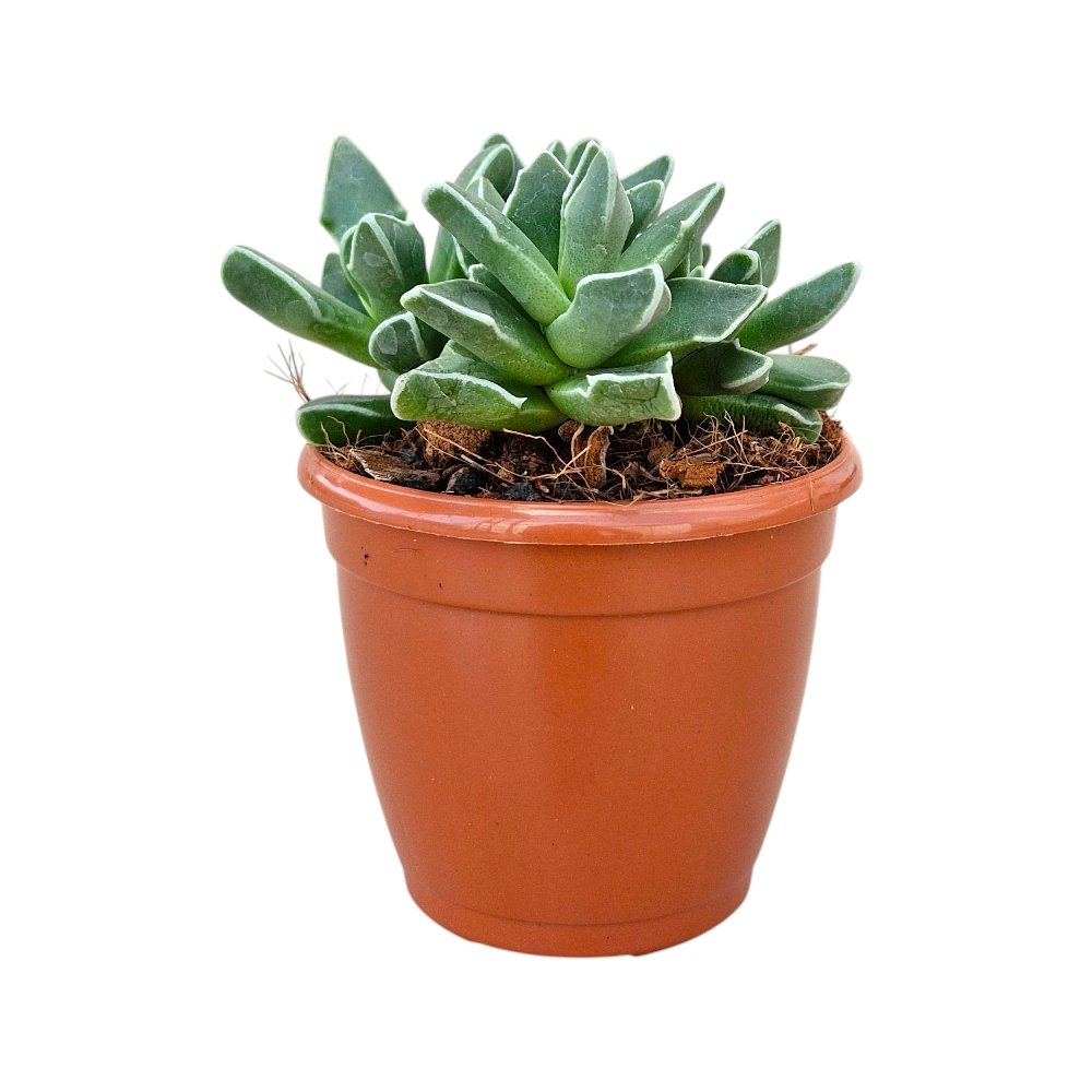 Faucaria Bosscheana – Tiger Jaws Succulent - Image 2