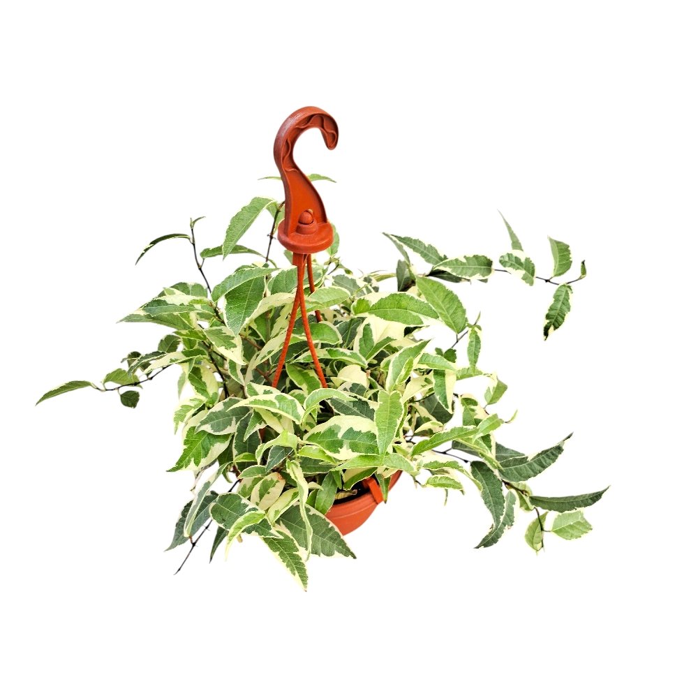 Radicans 'Variegated' - Image 3