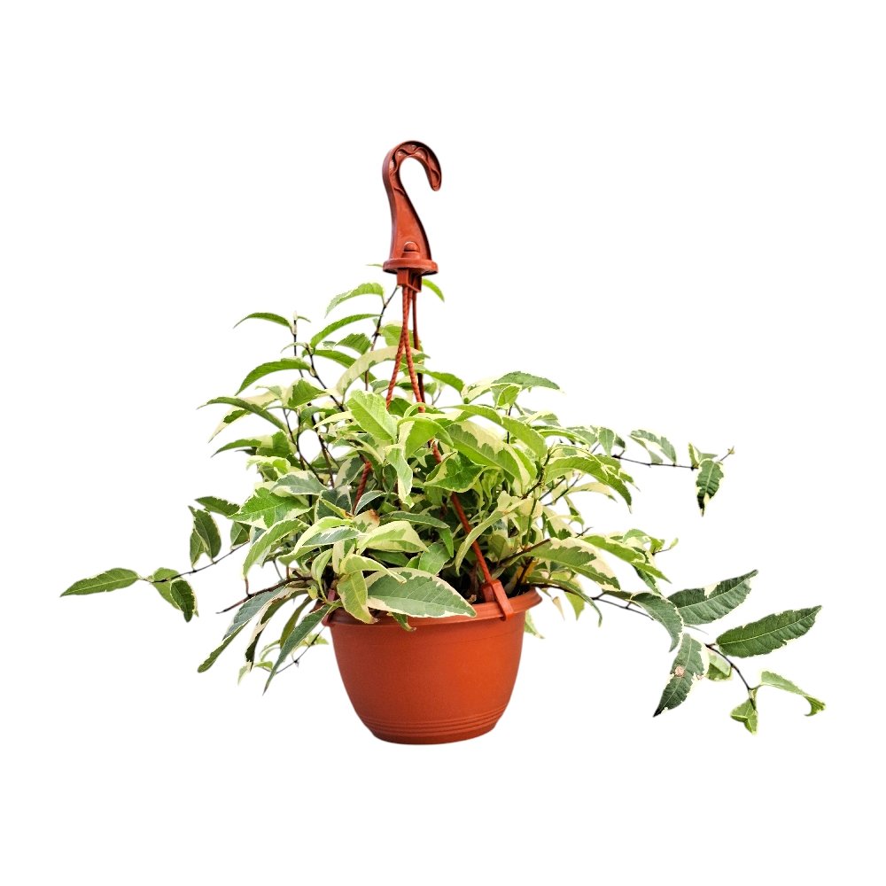 Radicans 'Variegated' - Image 2