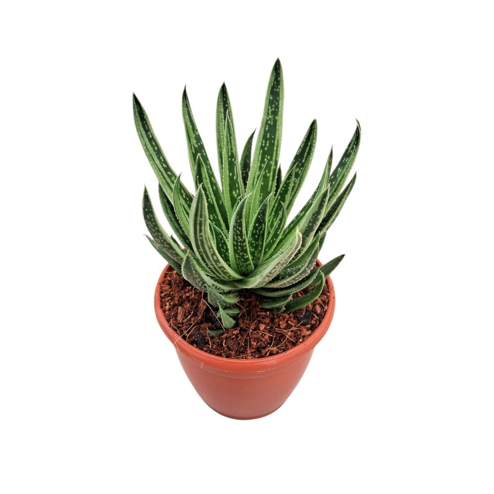 Haworthia hybrida 'Green Ice' - Image 3