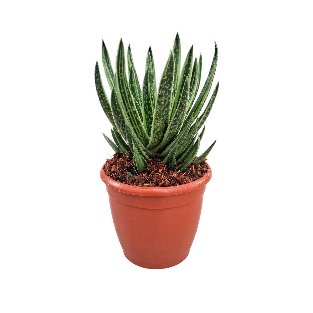 Haworthia hybrida 'Green Ice' - Image 2
