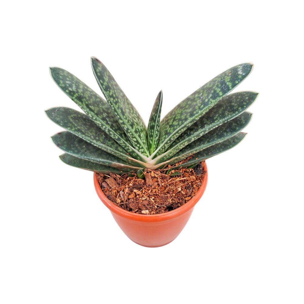 Haworthia pillansii - Image 3