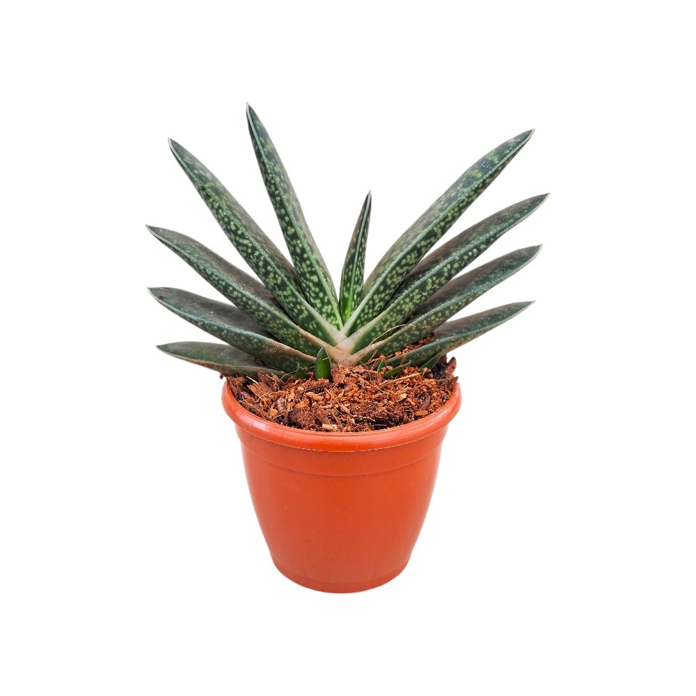 Haworthia pillansii - Image 2