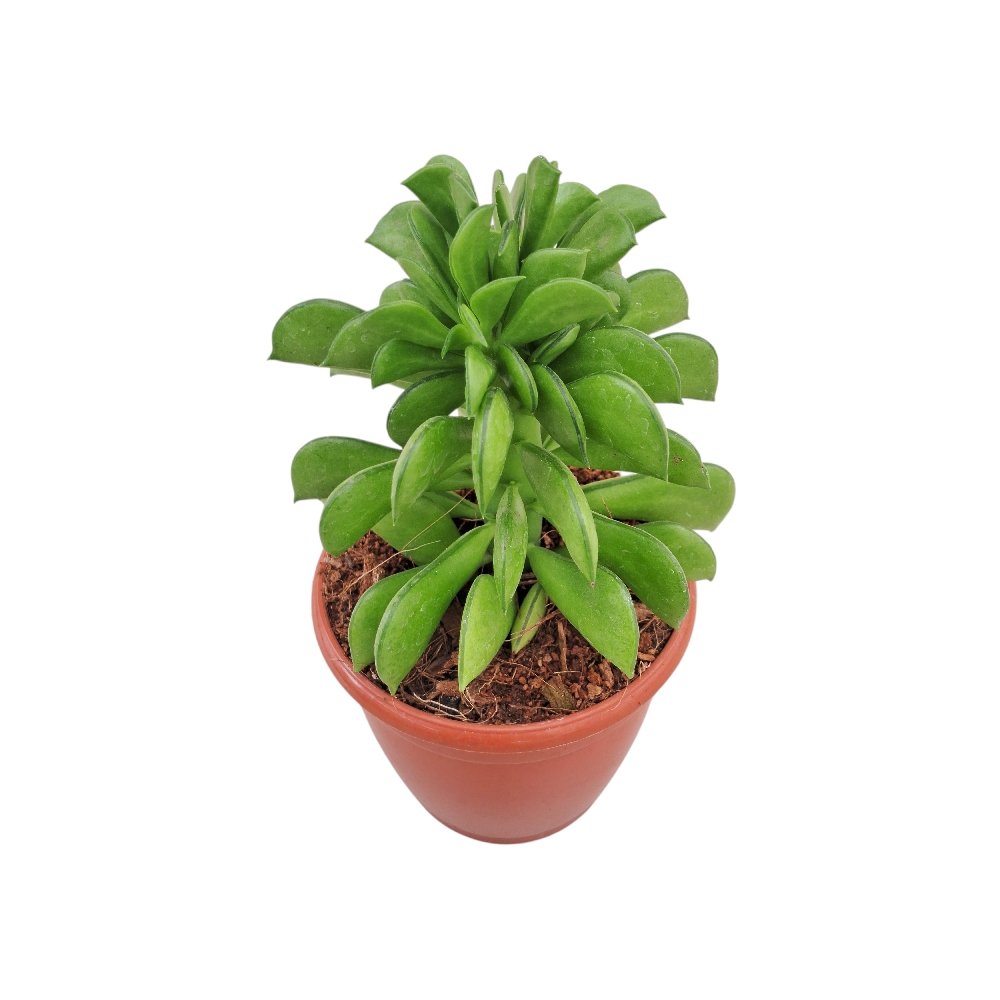 Peperomia dolabriformis – Prayer Pepper Plant - Image 3