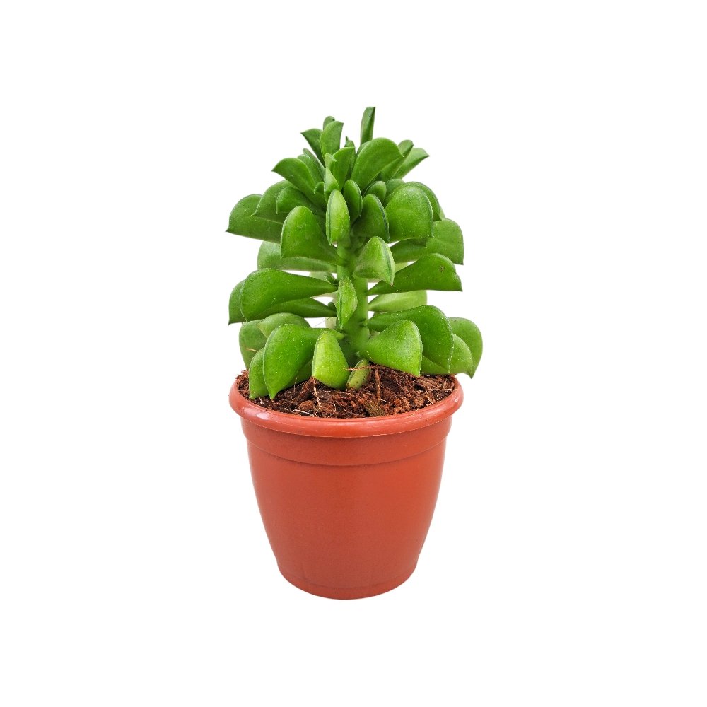 Peperomia dolabriformis – Prayer Pepper Plant - Image 2