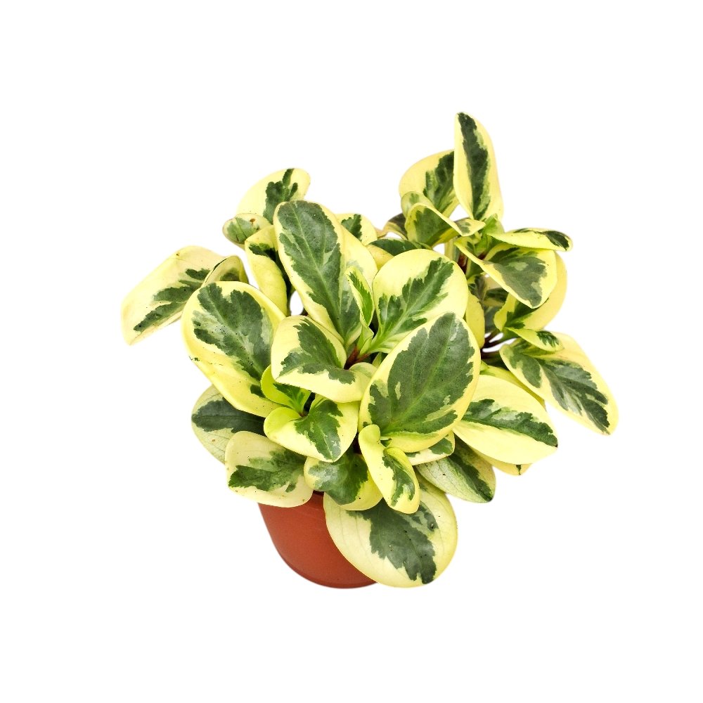 Obtusifolia 'White Variegated' - Image 3