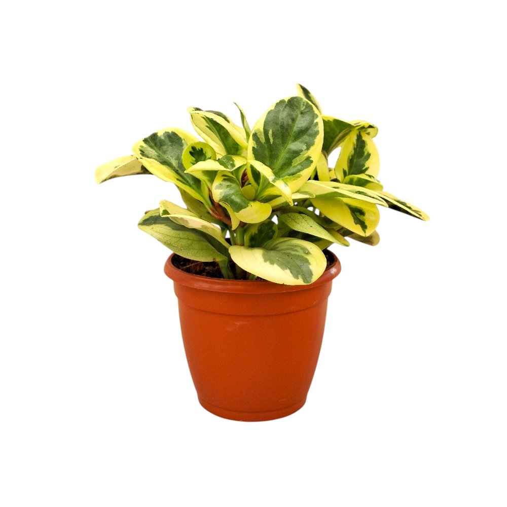 Obtusifolia 'White Variegated' - Image 2