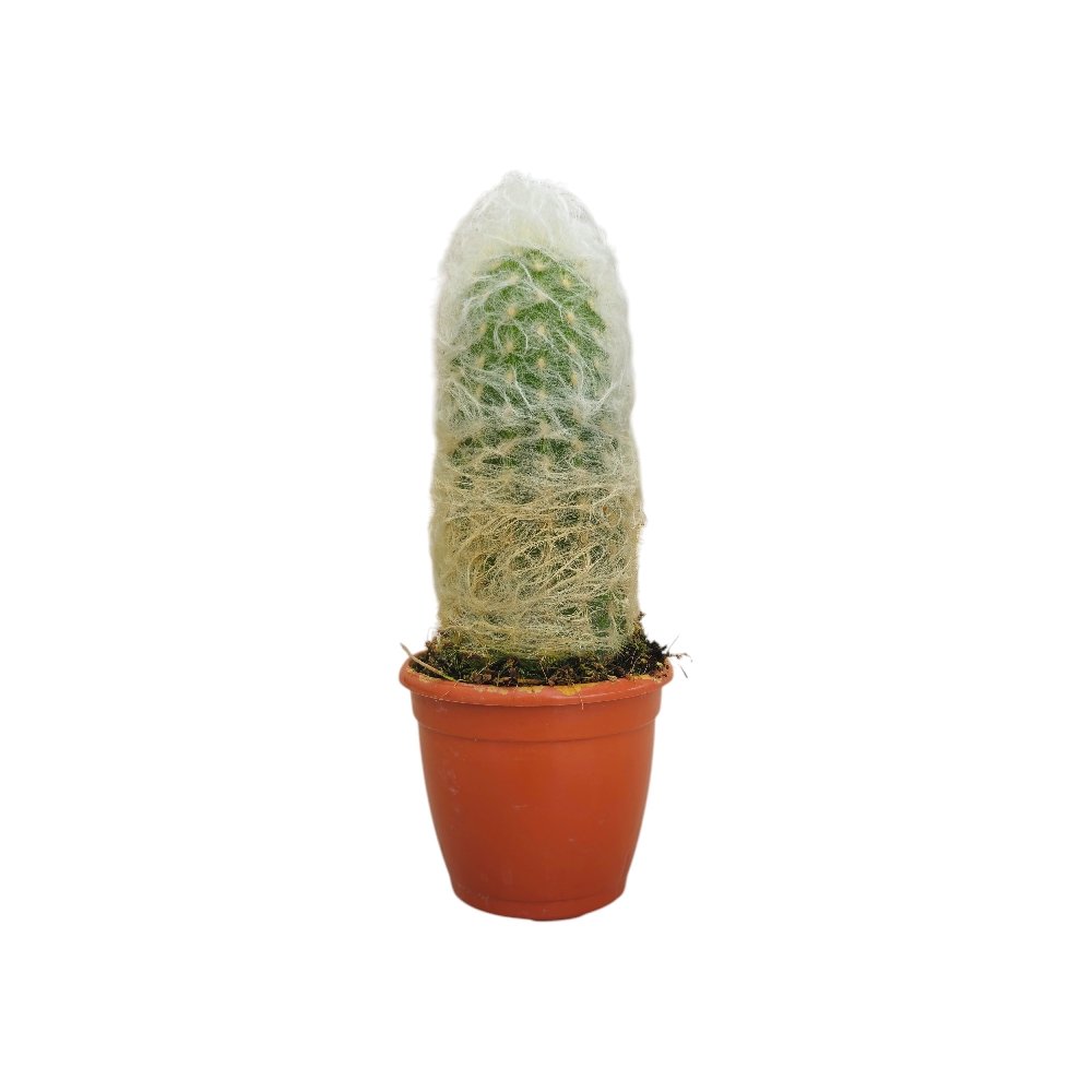 Espostoa melanostele (Peruvian Old Lady Cactus) - Image 2