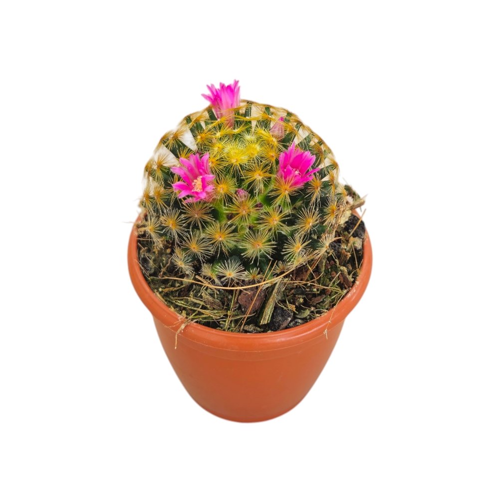 Mammillaria carmenae 'Firecracker' (Firecracker Cactus) - Image 3