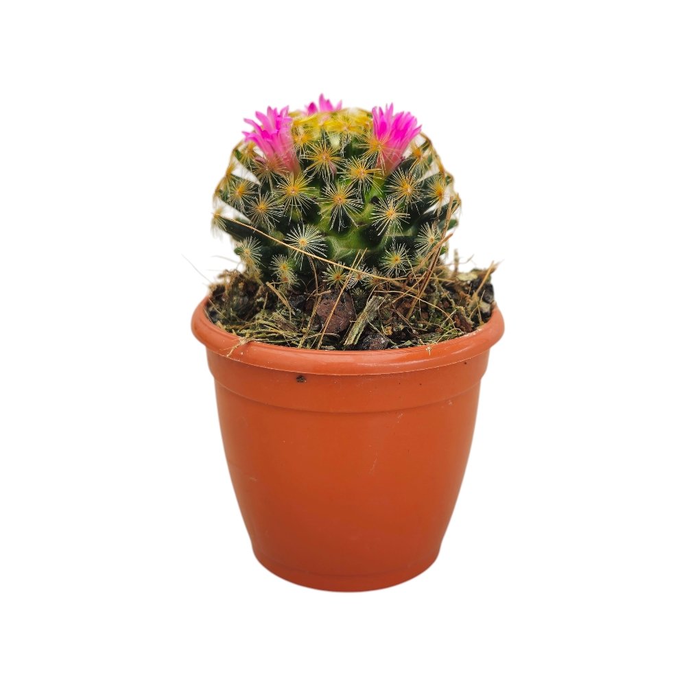 Mammillaria carmenae 'Firecracker' (Firecracker Cactus) - Image 2