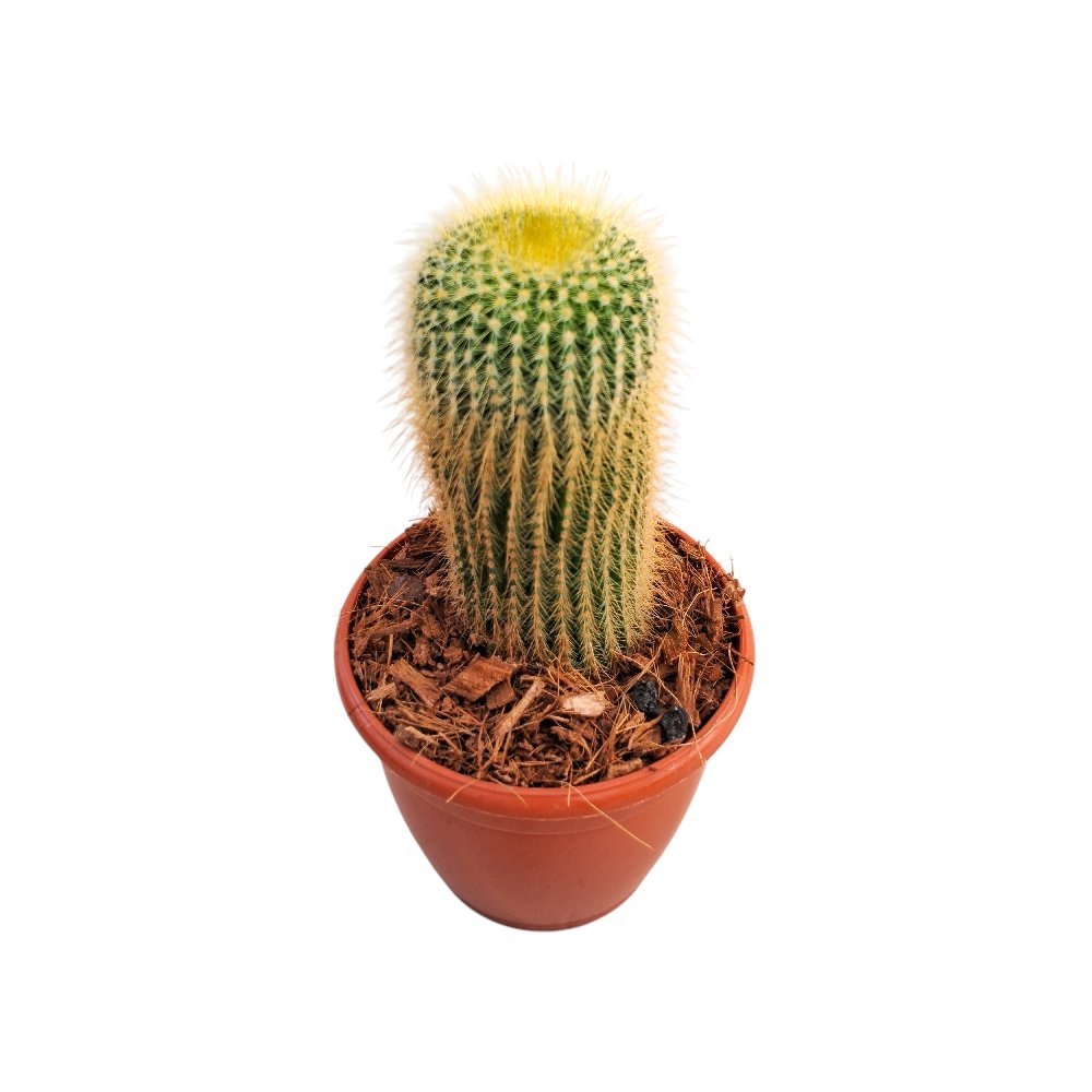 Parodia leninghausii (A) (Golden Ball Cactus) - Image 3