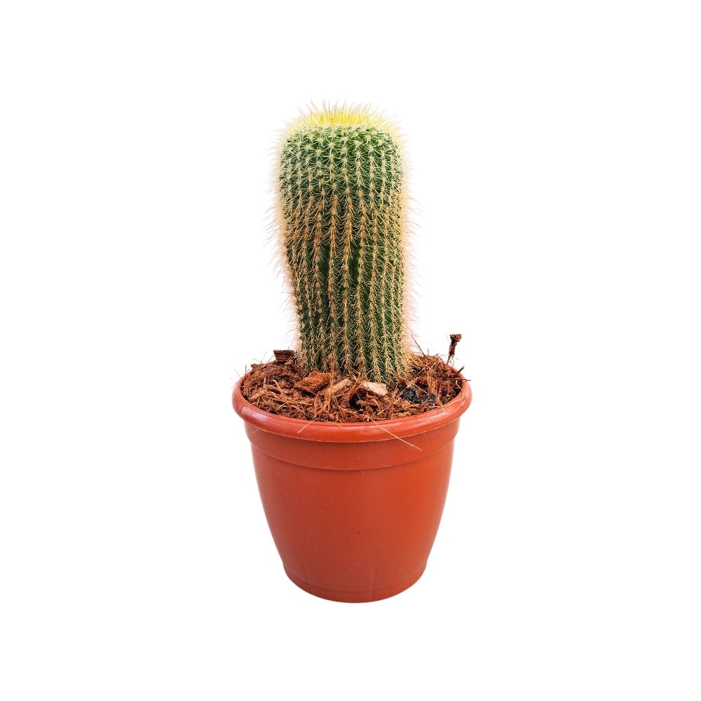 Parodia leninghausii (A) (Golden Ball Cactus) - Image 2