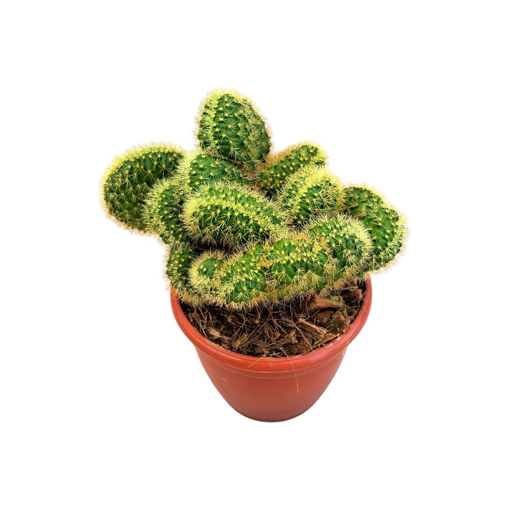 Mammillaria Cristata 'J' (Crested Mammillaria Cactus) - Image 3