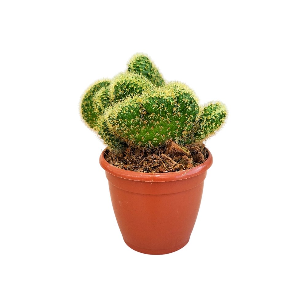 Mammillaria Cristata 'J' (Crested Mammillaria Cactus) - Image 2