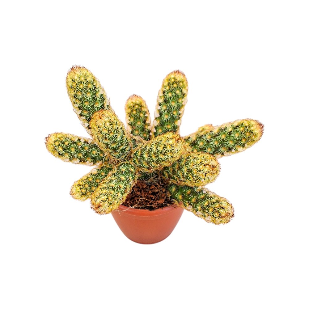 Mammillaria elongata (Ladyfinger Cactus) - Image 3
