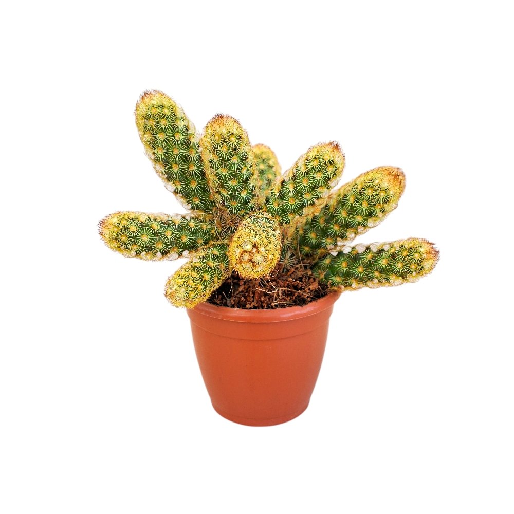 Mammillaria elongata (Ladyfinger Cactus) - Image 2
