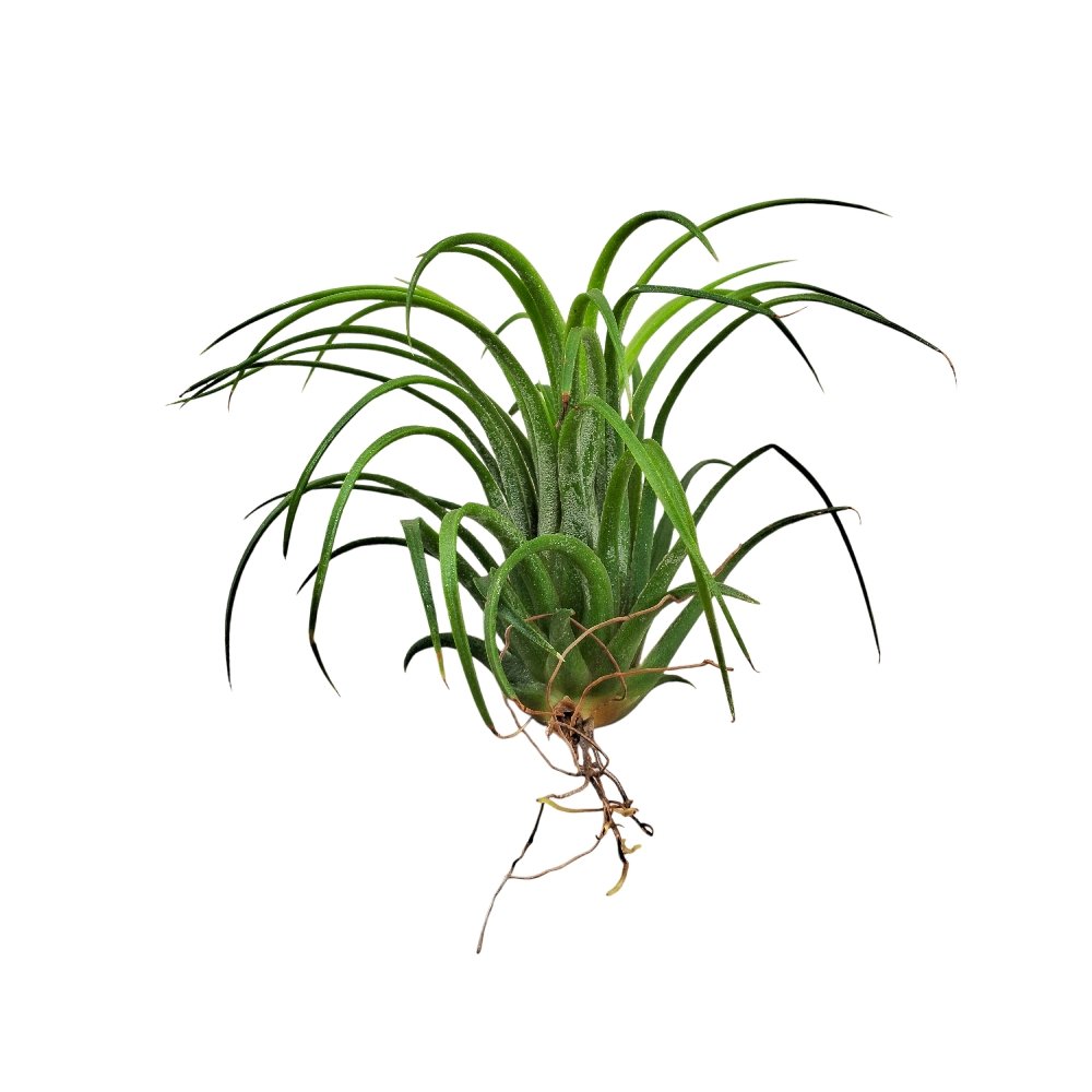 Tillandsia 'Ionantha' - Image 4