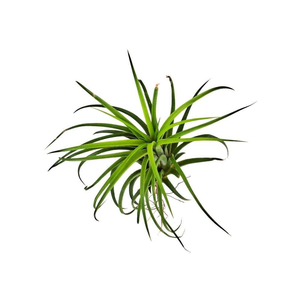 Tillandsia 'Ionantha' - Image 3