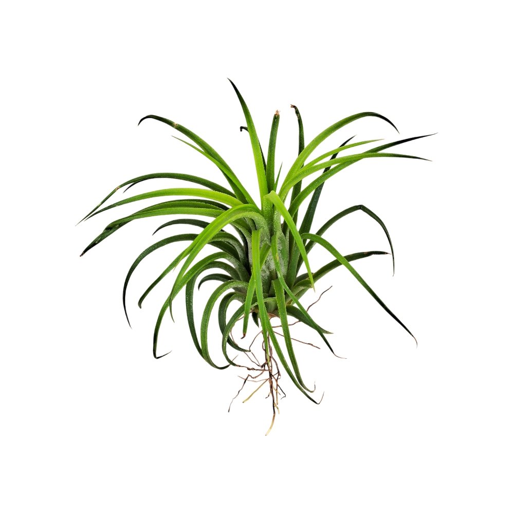 Tillandsia 'Ionantha' - Image 2