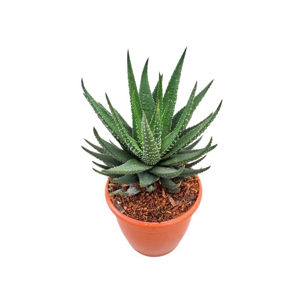 Haworthia hybrida 'G12' - Image 3