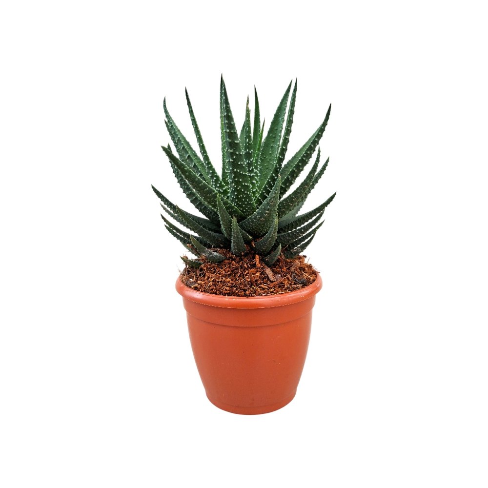 Haworthia hybrida 'G12' - Image 2
