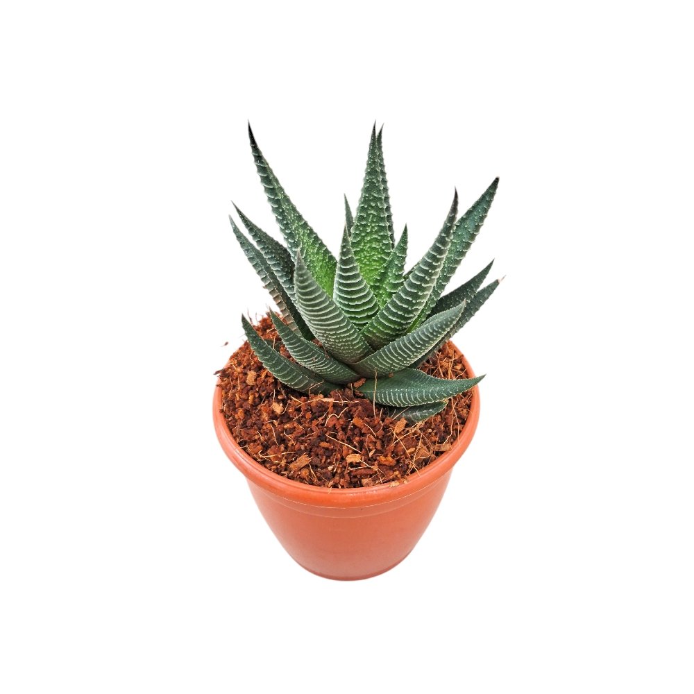 Haworthia limifolia 'B' - Image 3