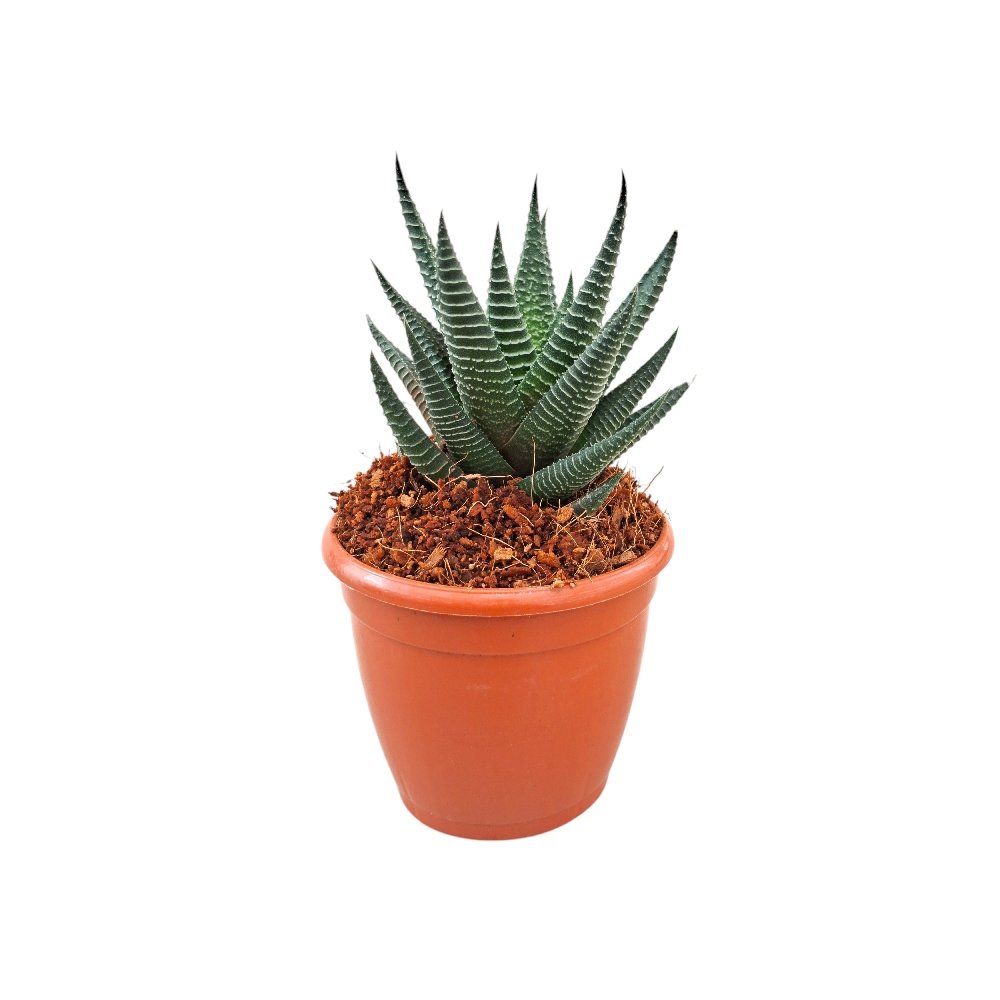 Haworthia limifolia 'B' - Image 2