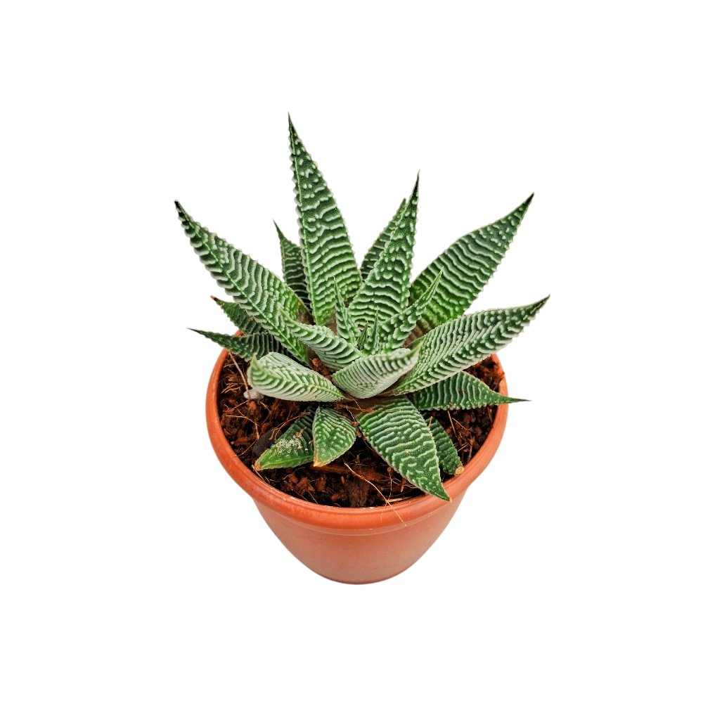 Haworthia limifolia 'Spider White' - Image 2