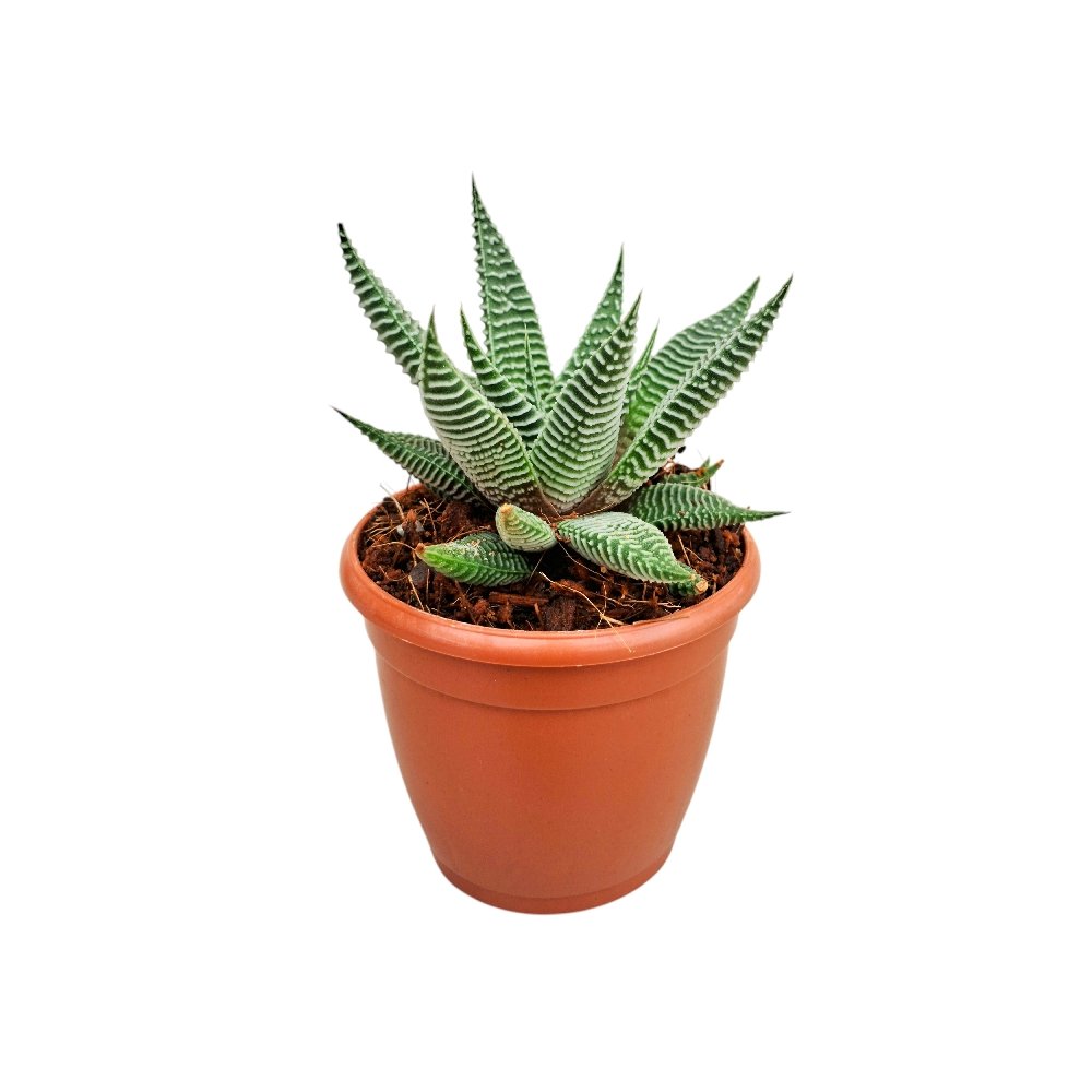 Haworthia limifolia 'Spider White' - Image 3