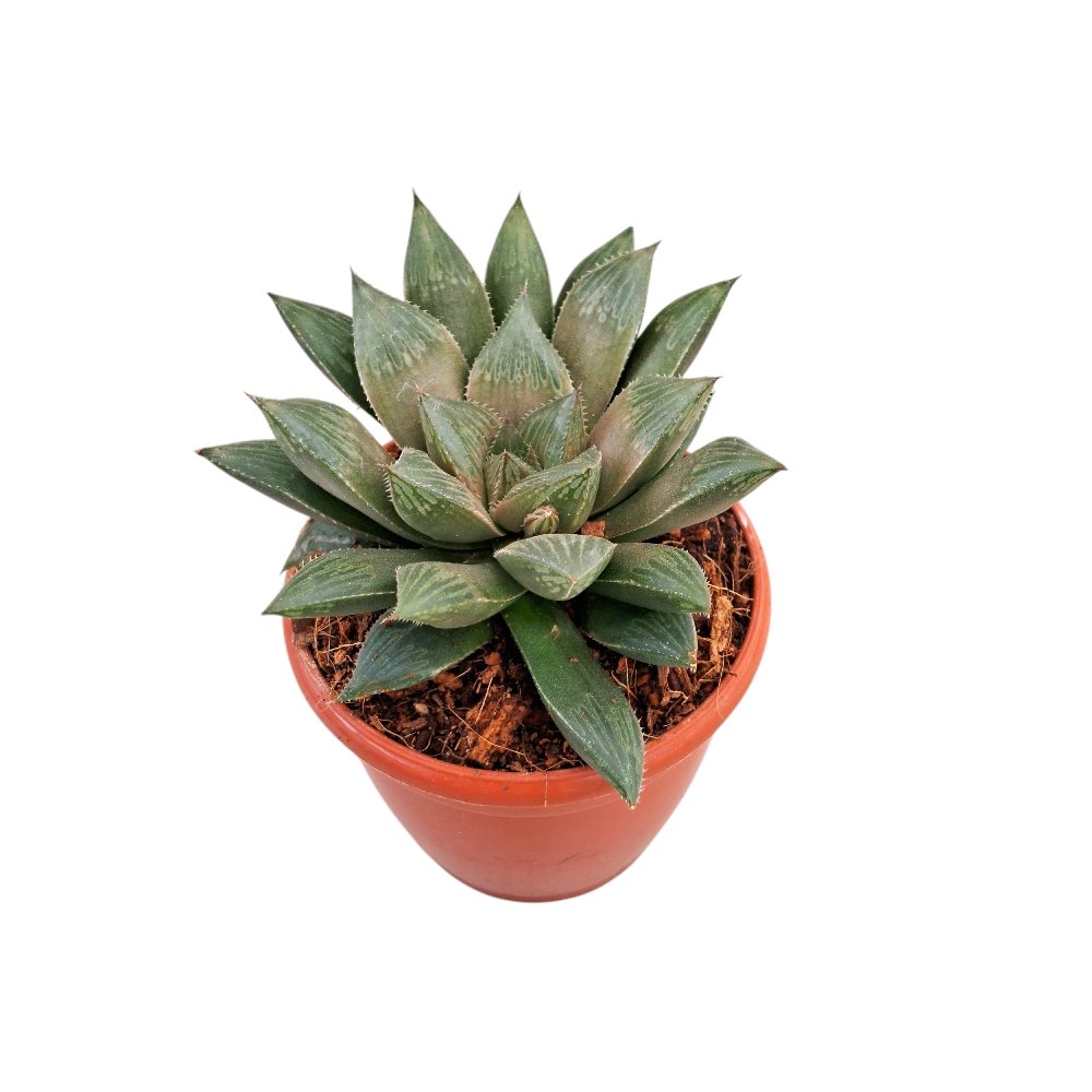 Haworthia maculata - Image 3