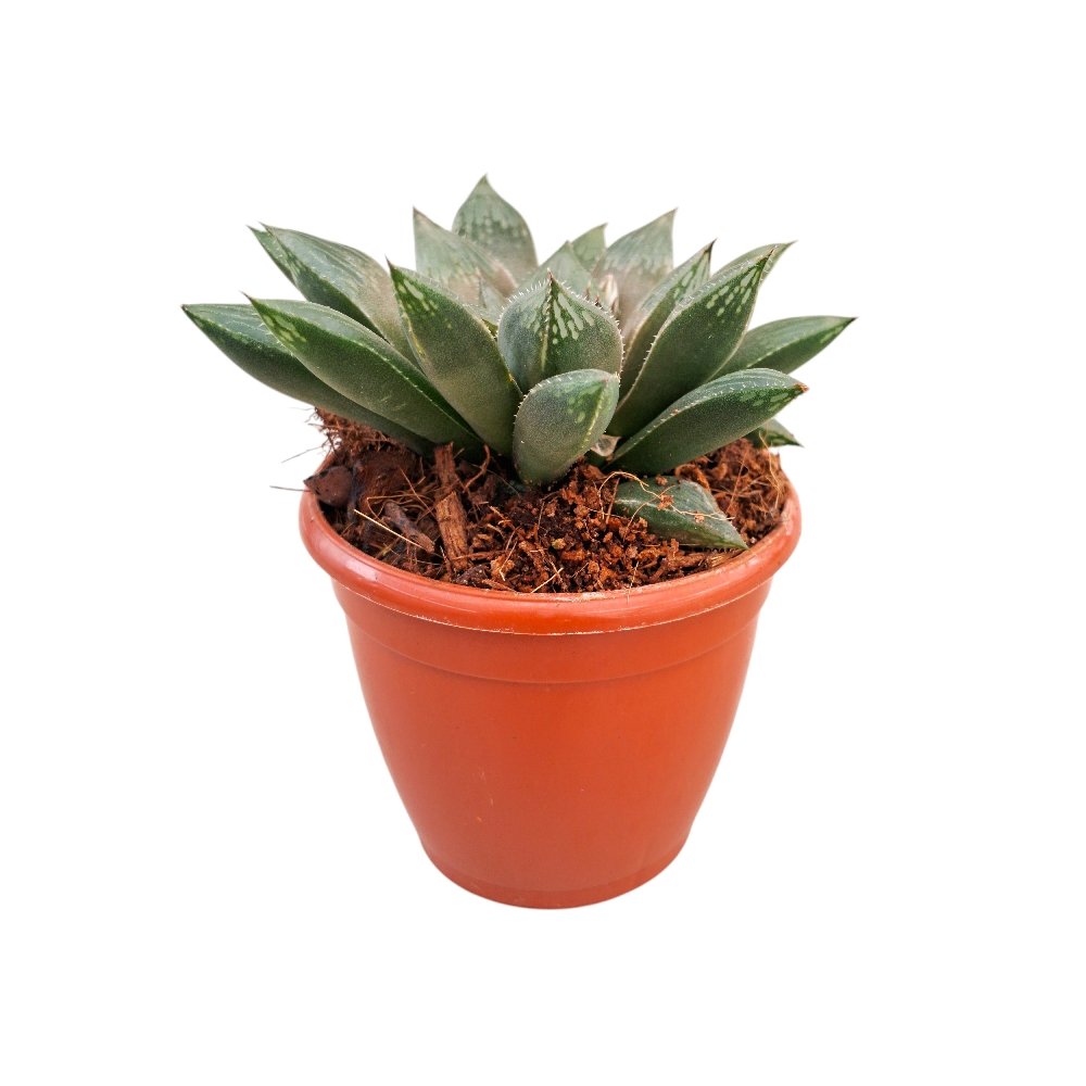Haworthia maculata - Image 2