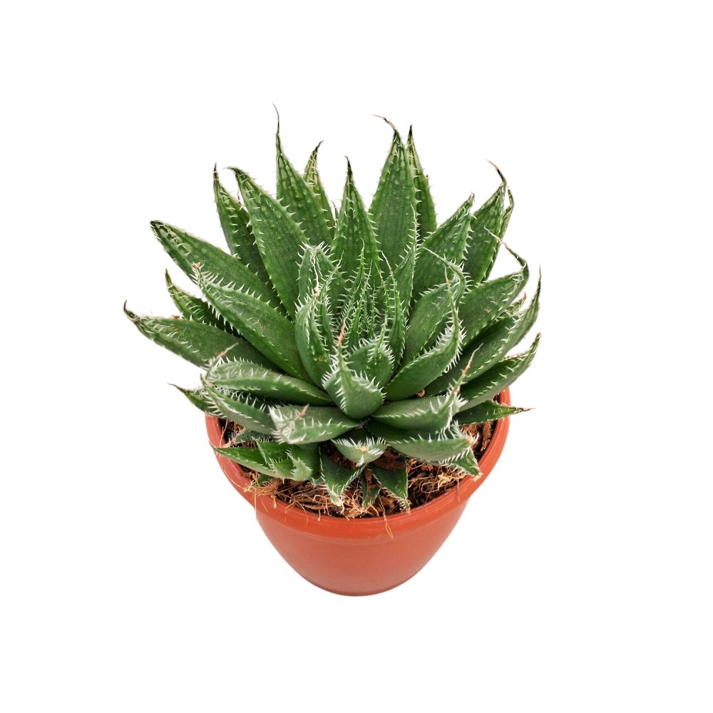 Haworthia mucronata – Crystal Window Succulent - Image 3
