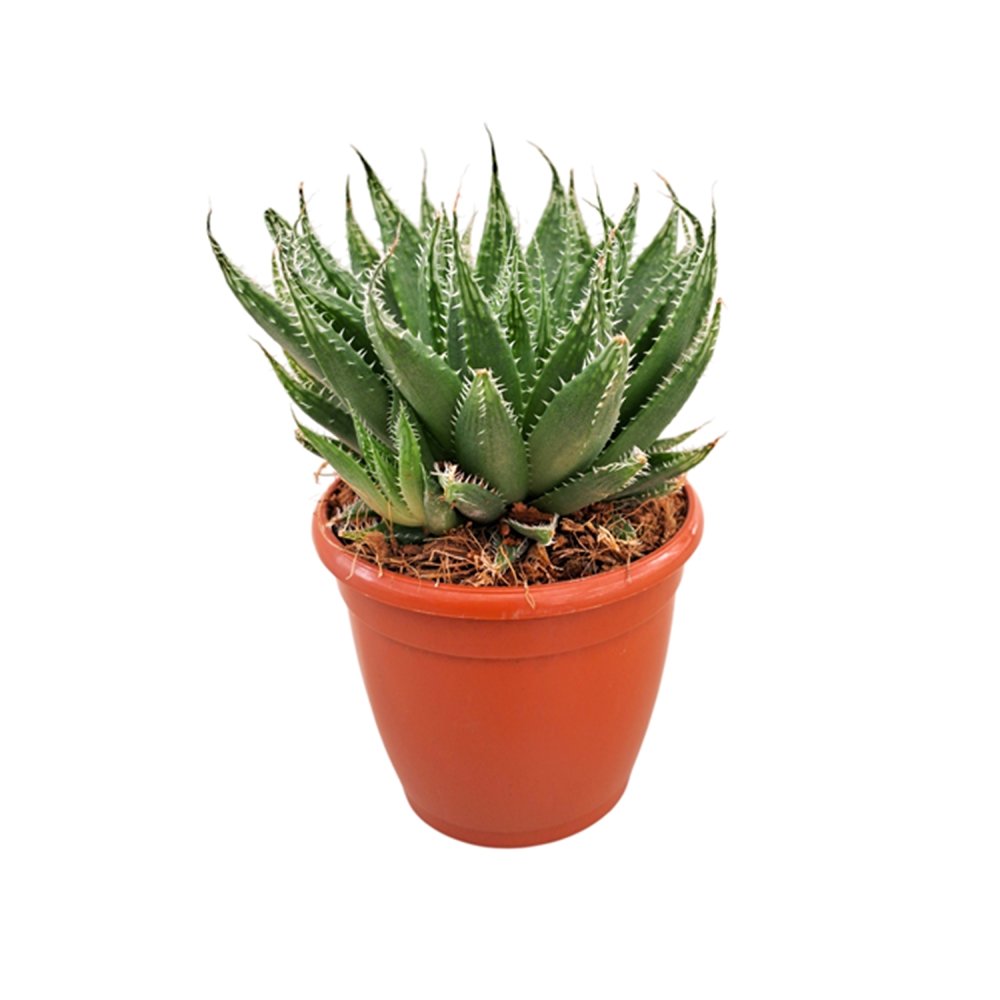 Haworthia mucronata – Crystal Window Succulent - Image 2