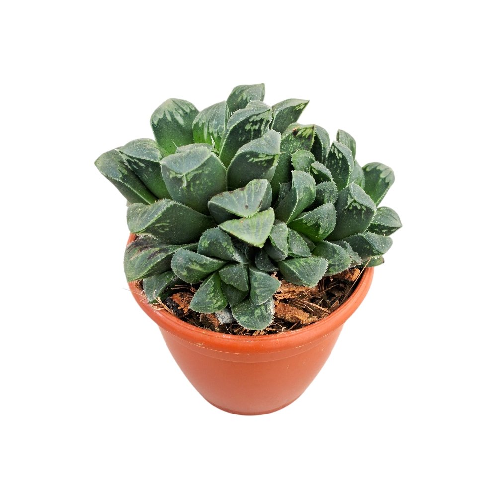 Haworthia pygmaea – Miniature Crystal Succulent - Image 3